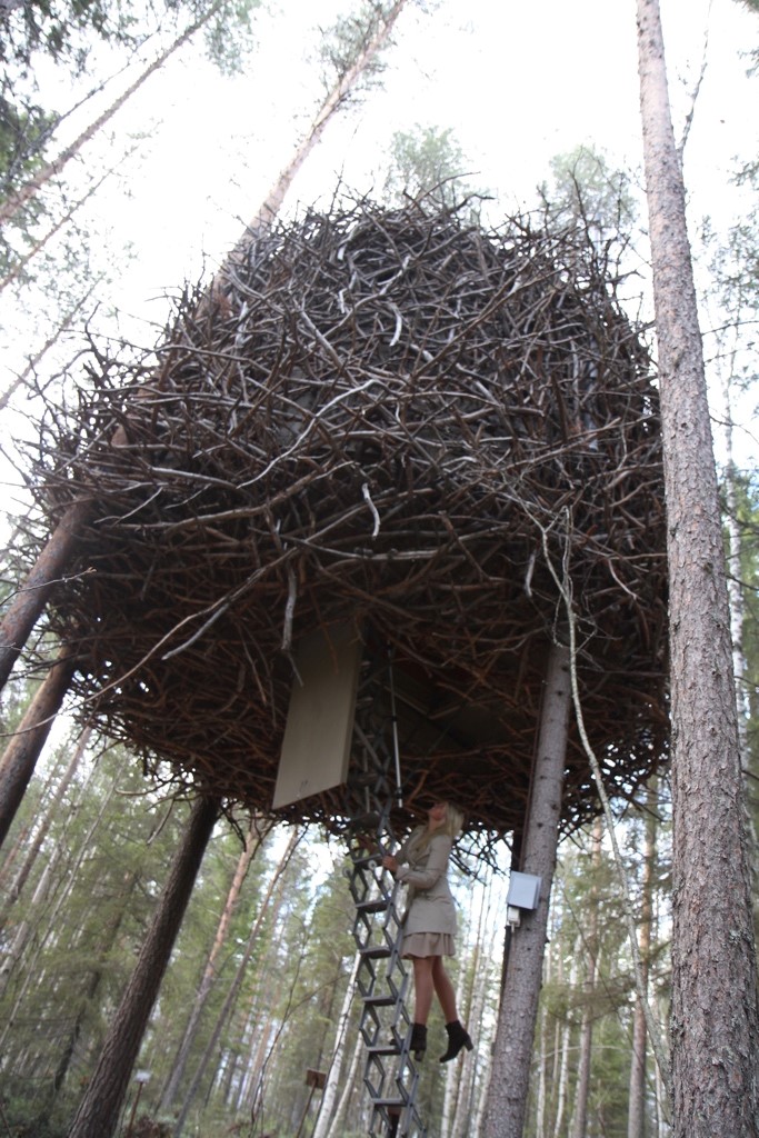 tree cabin