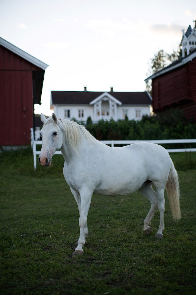 white horse angel unicorn