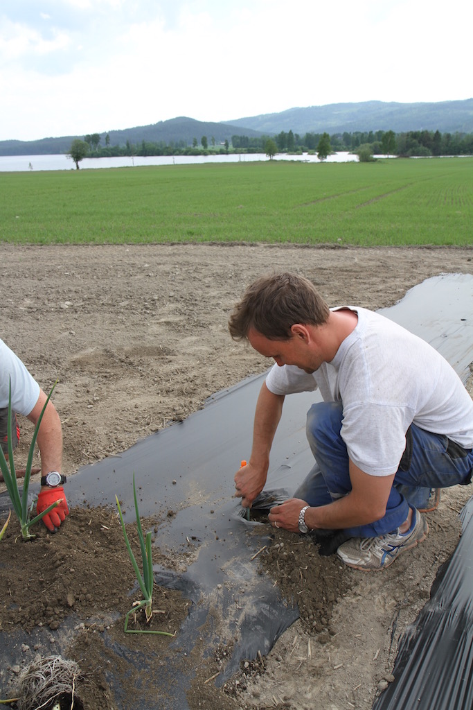 planting